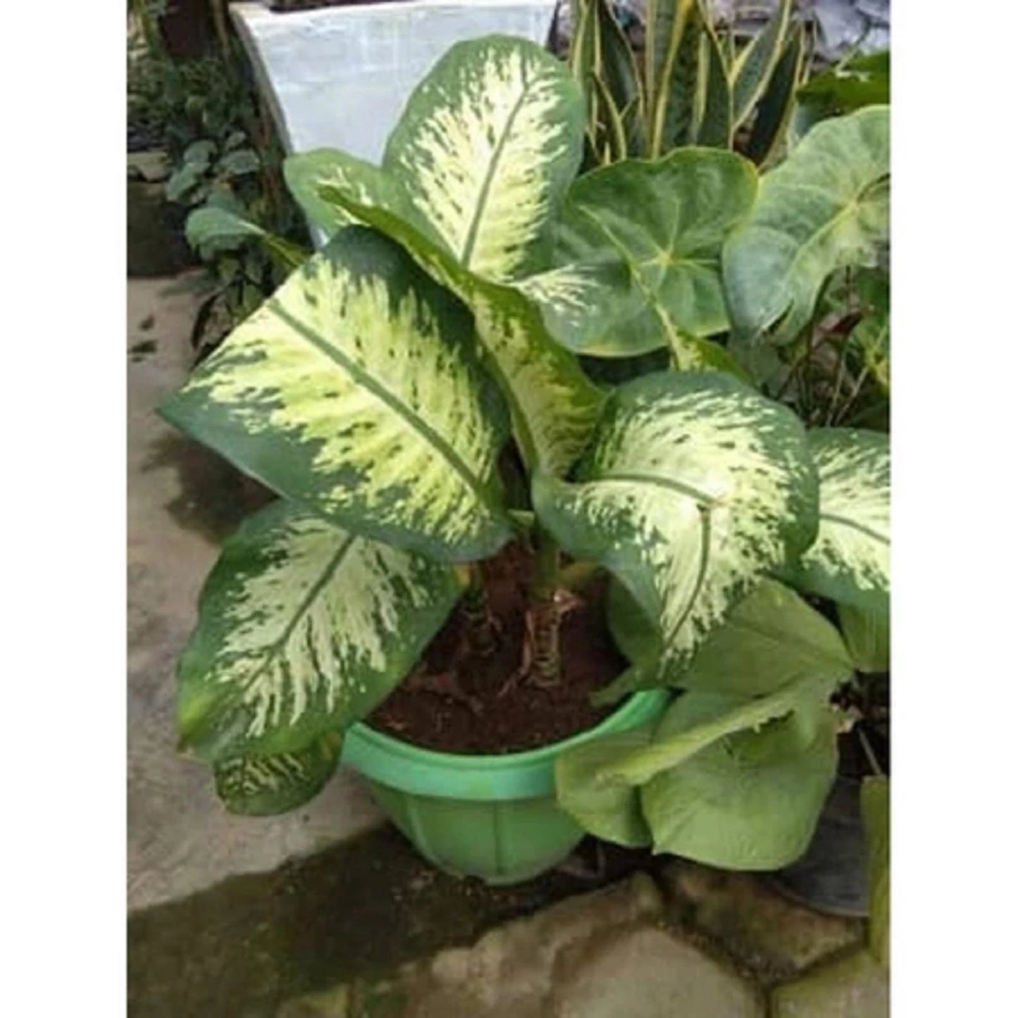 Dieffenbachia 'Dumb Cane' - Lush Variegated Tropical Houseplant
