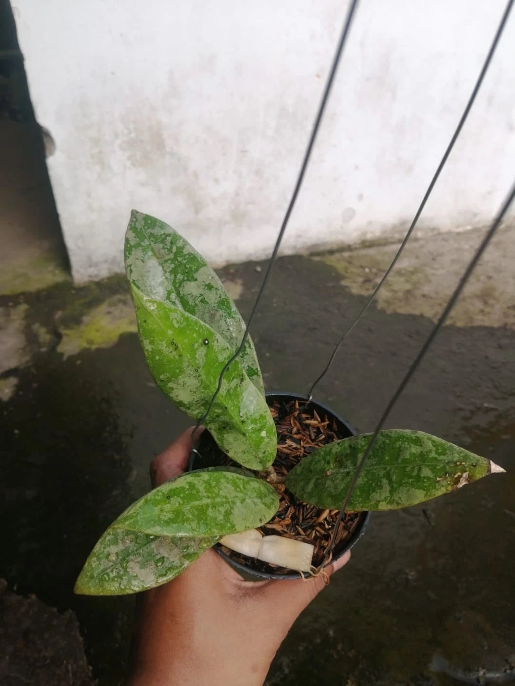 Hoya aff. lambii 'White Cloud Dragon' – Rare Tropical Wax Plant