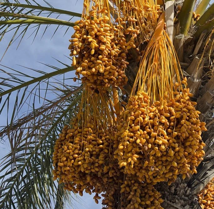 Rabia Date Palm Seeds (Phoenix dactylifera 'Rabia') – 35 pcs Premium Fresh Rare Sweet Rabia Date Seeds