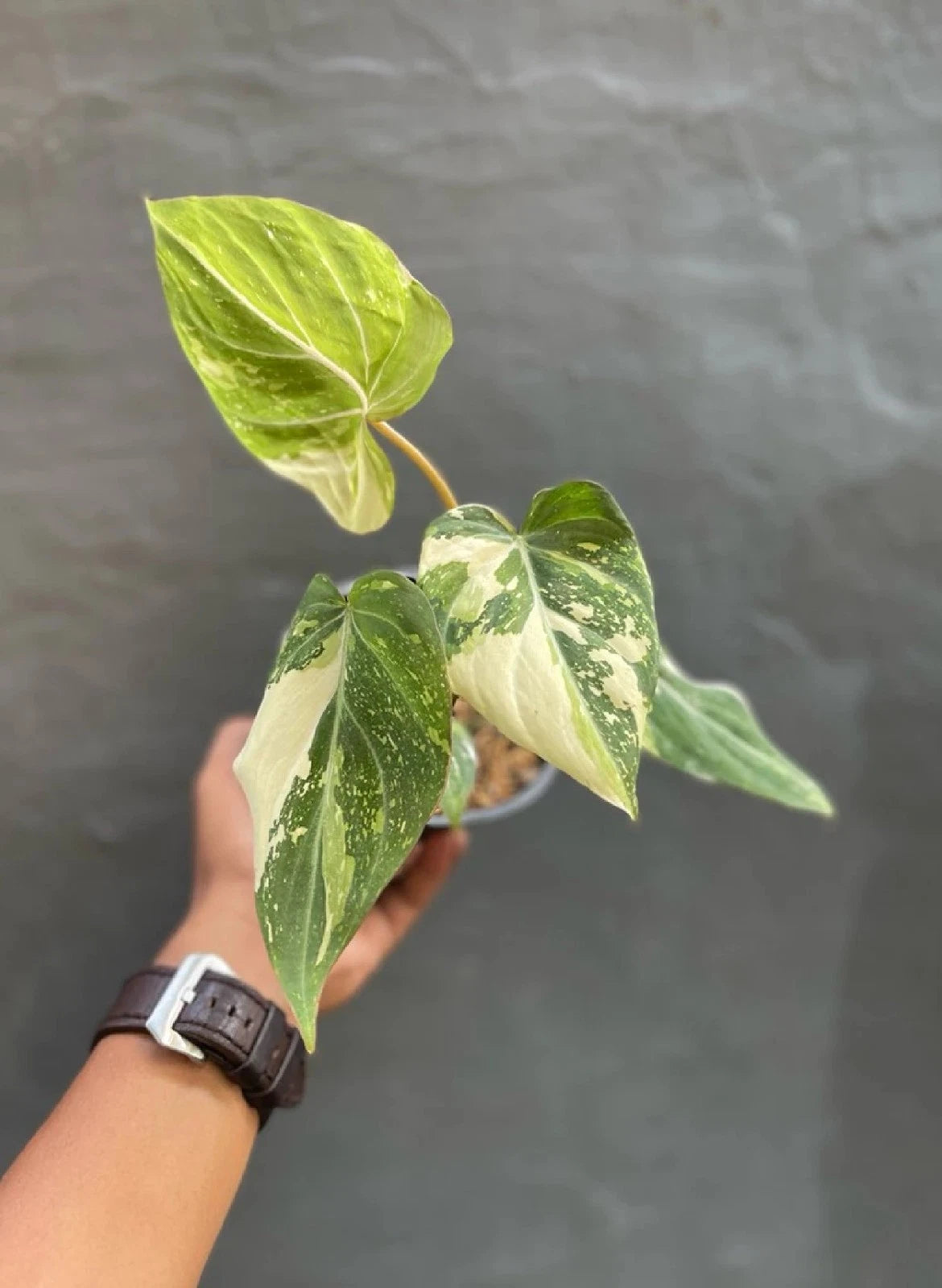 Philodendron 'Glorious' Variegated – Rare Velvet Collector’s Aroid