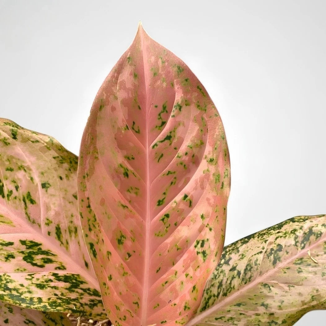 Aglaonema 'Golden Boy' - Radiant Tropical Foliage
