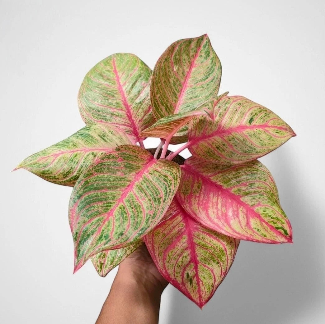 Aglaonema 'Huges' - Rare & Sculptural Tropical Houseplant