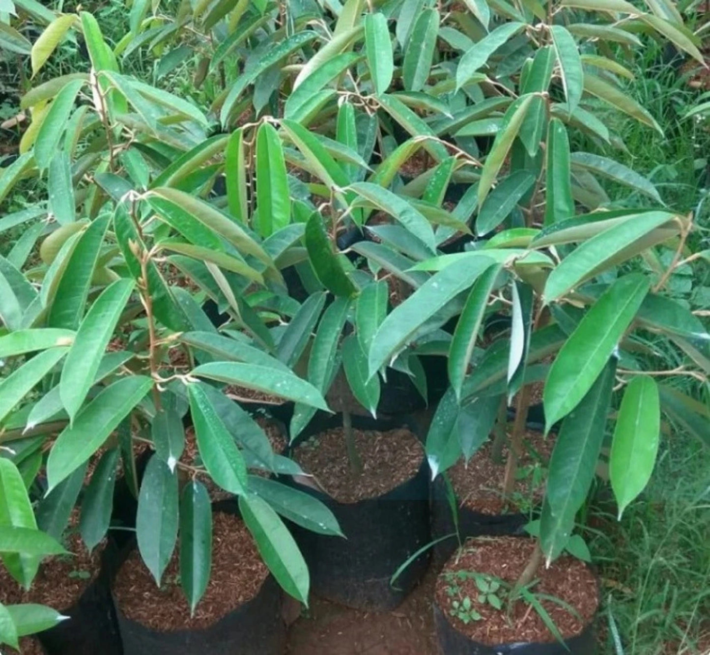 Rainbow Durian (Durian Pelangi) - Rare Grafted Exotic Fruit Tree
