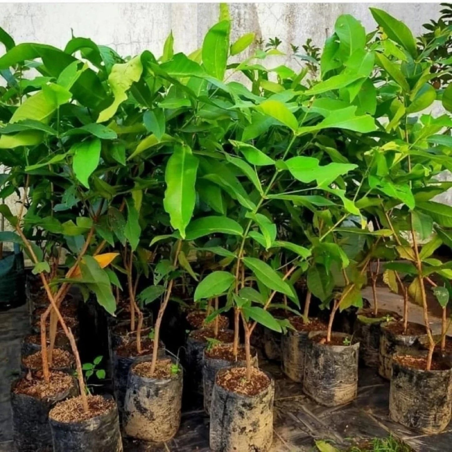 Grafted 'King Rose' Water Apple (Syzygium samarangense) – Premium Tropical Fruit Tree