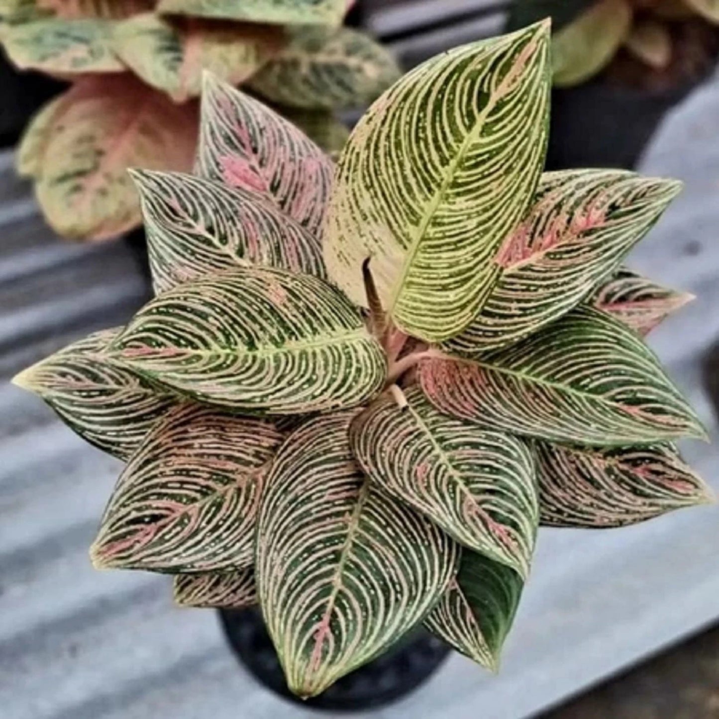 Aglaonema 'Golden Hope' - Rare Pink Variegated Chinese Evergreen