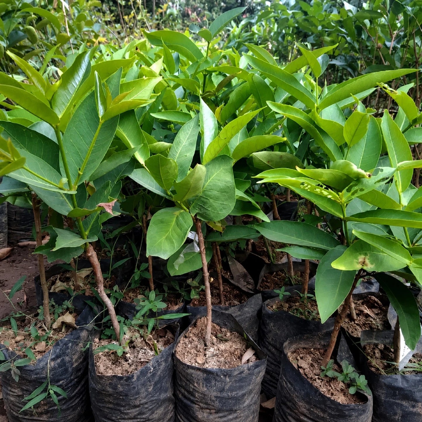 Grafted 'Barbie Sugar' Wax Apple (Water Apple) – Premium Tropical Fruit Tree