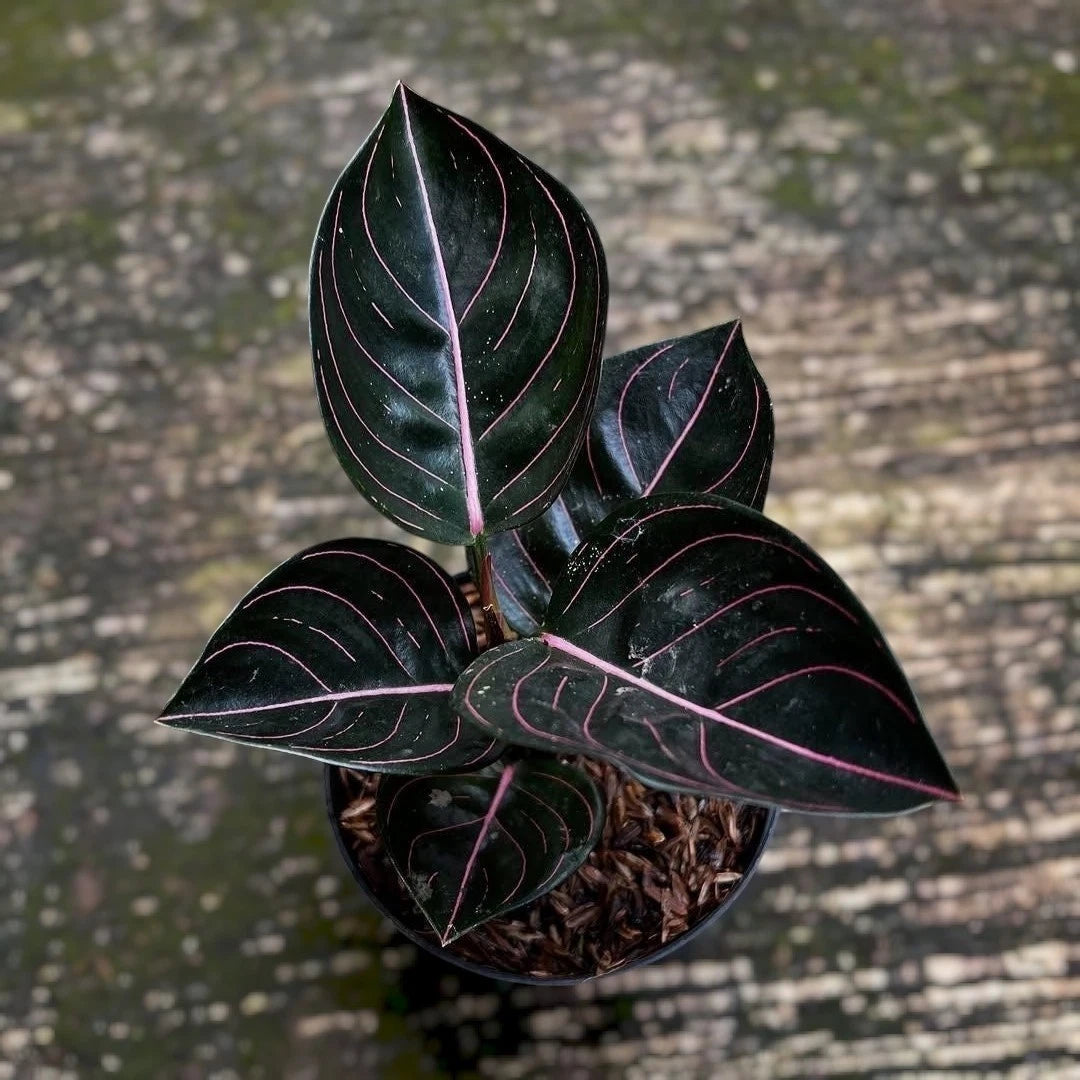 Aglaonema Rotundum Aceh - Rare & Exotic Tropical Aroid