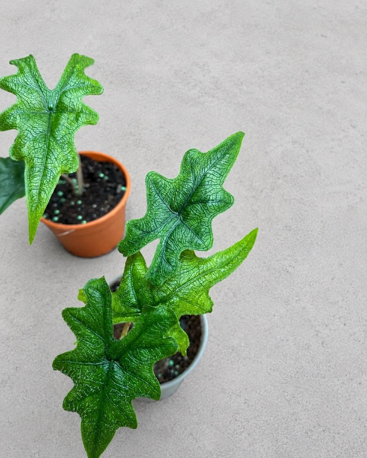 Alocasia 'Jacklyn' - Rare Tropical Aroid with Striking Foliage