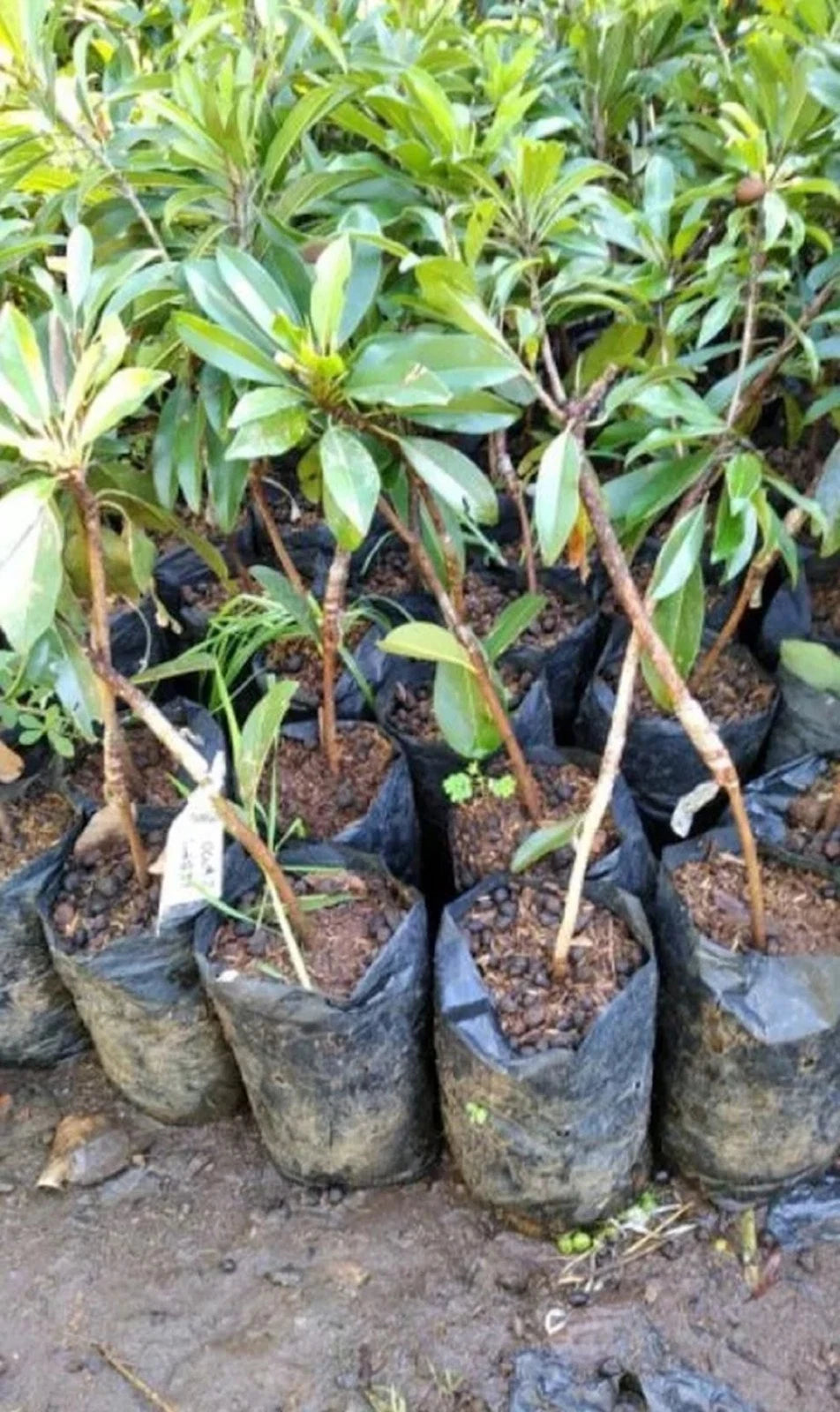 Grafted 'Sedan' Sapodilla (Sawo) – Premium Tropical Fruit Tree