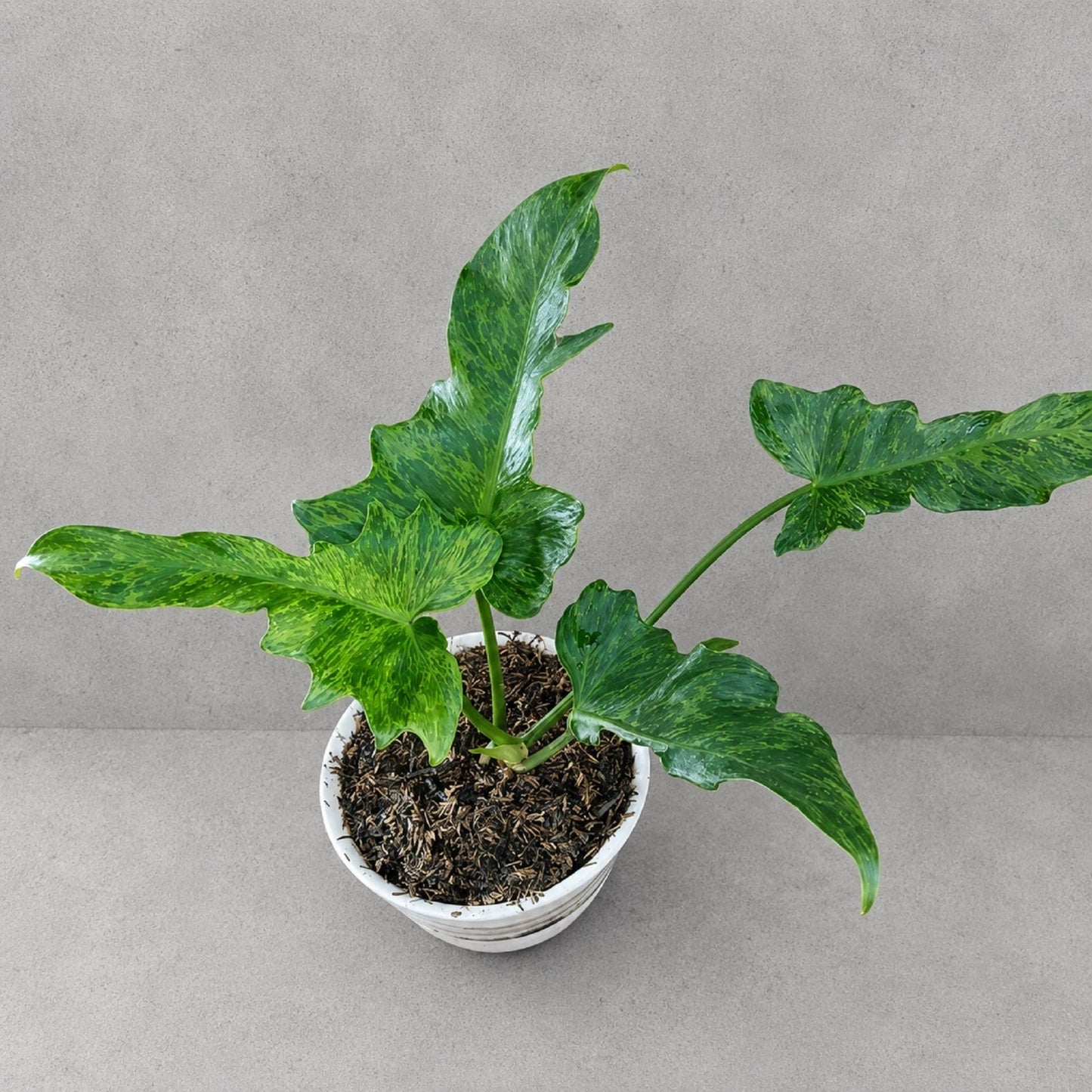 Philodendron 'Lime Fiddle' - Rare Neon Green Tropical Houseplant