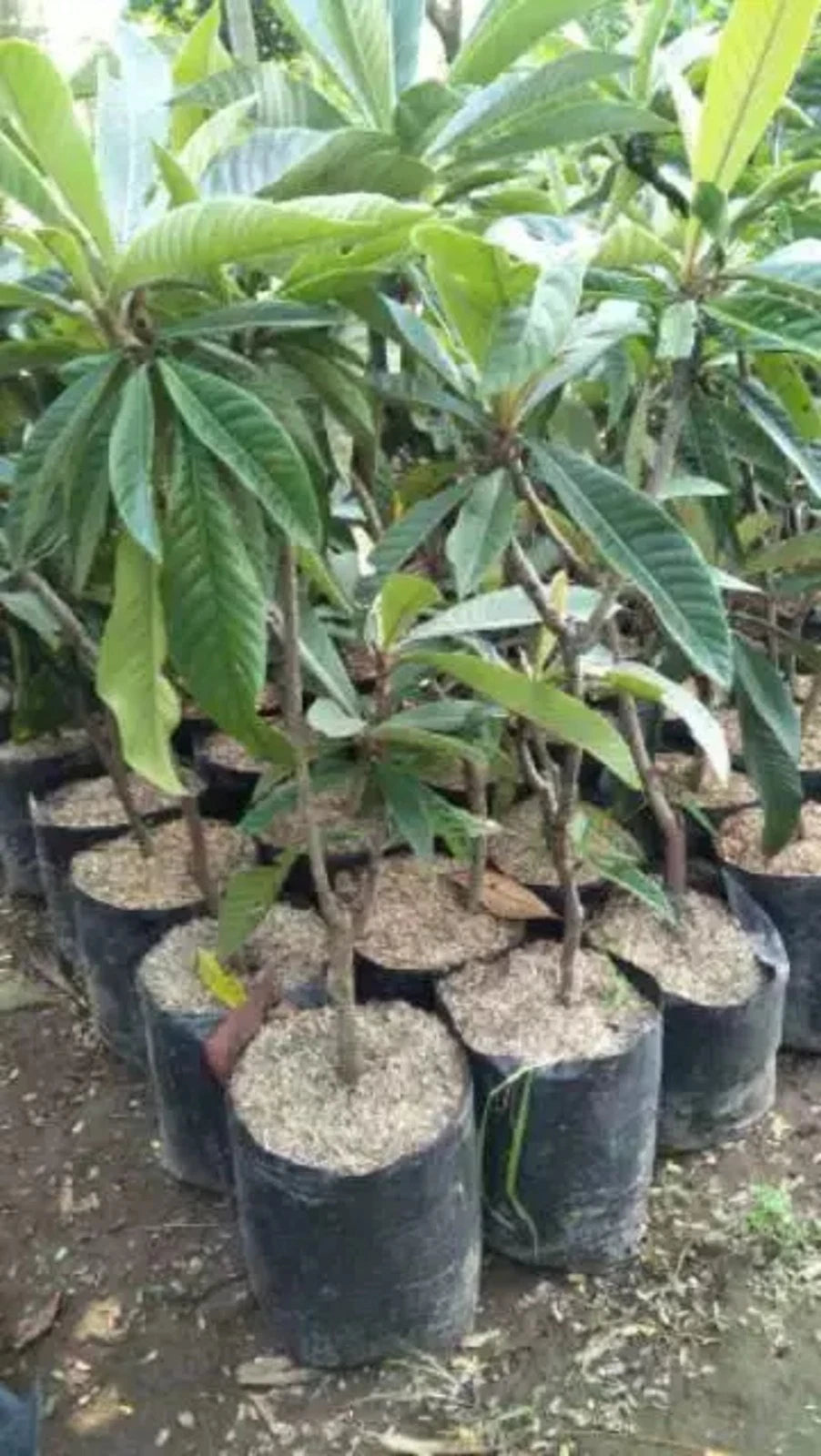 Loquat Lychee (Kelengkeng Loquat) - Premium Grafted Exotic Fruit Tree