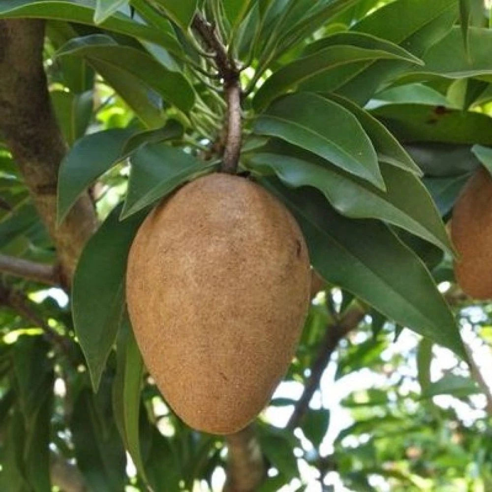 Big Jumbo Sapodilla Seeds (Manilkara zapota) – 35 Premium Giant Vietnamese Chico Seeds