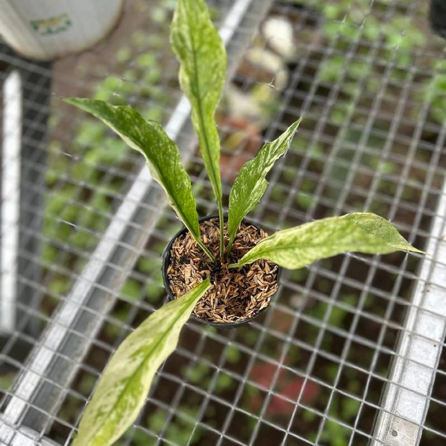 Variegated Anthurium plowmanii - Rare Tropical Aroid