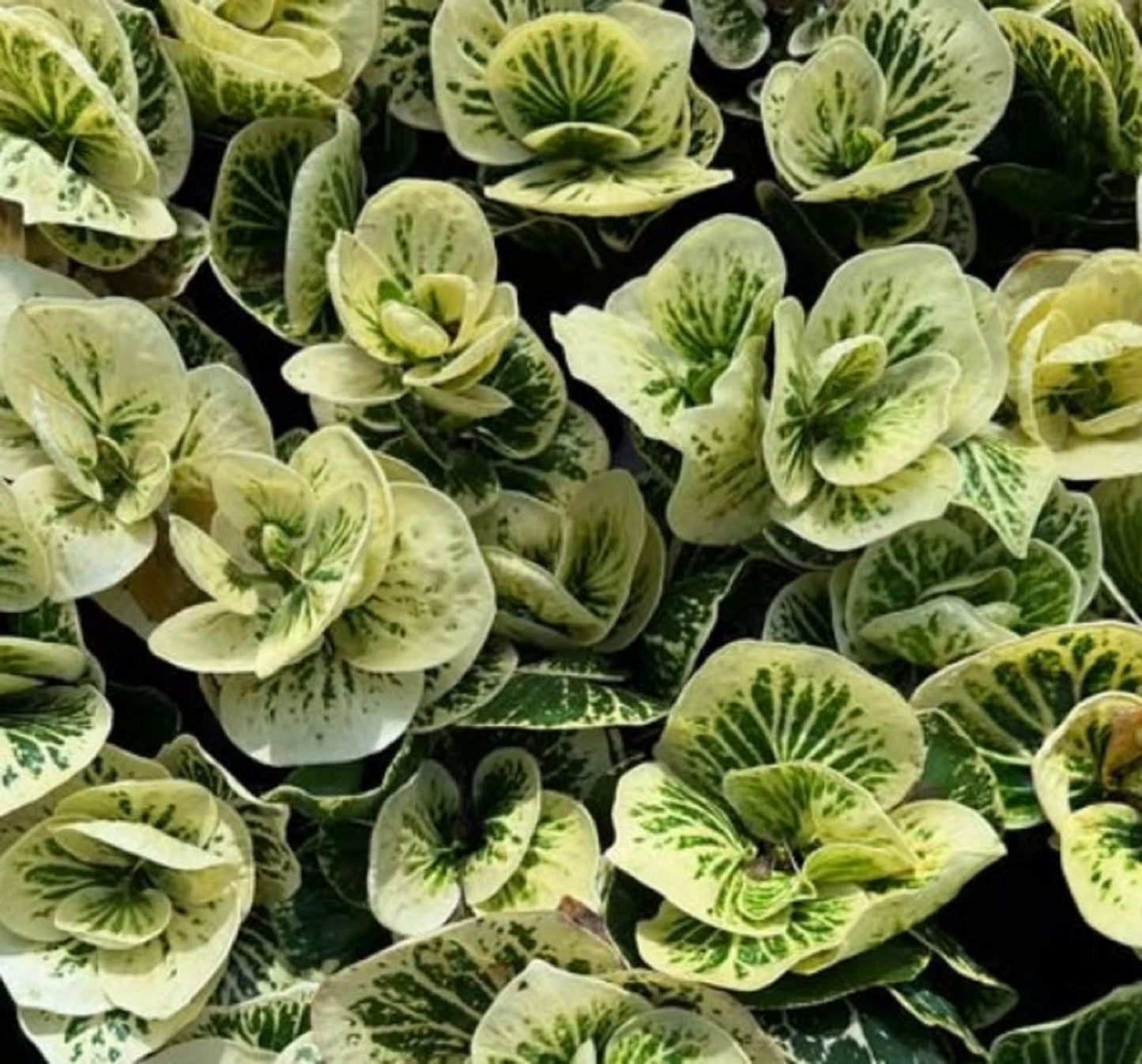 Codiaeum 'Croton Apple Moonlight' - Rare Tropical Foliage Specimen