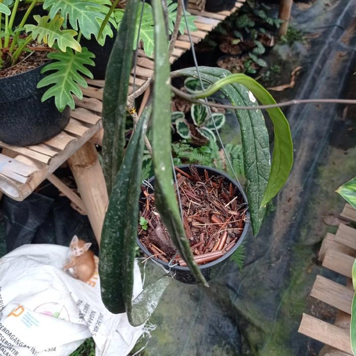 Hoya sp. Sulawesi - Rare Tropical Wax Plant
