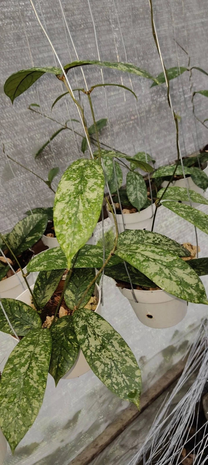 Hoya meredithii 'Aceh High Splash' (Wax Plant) – Premium Rare Live Tropical Indoor Houseplant in 4" Pot (Heavy Silver-Veined Foliage & Unique Blooms)