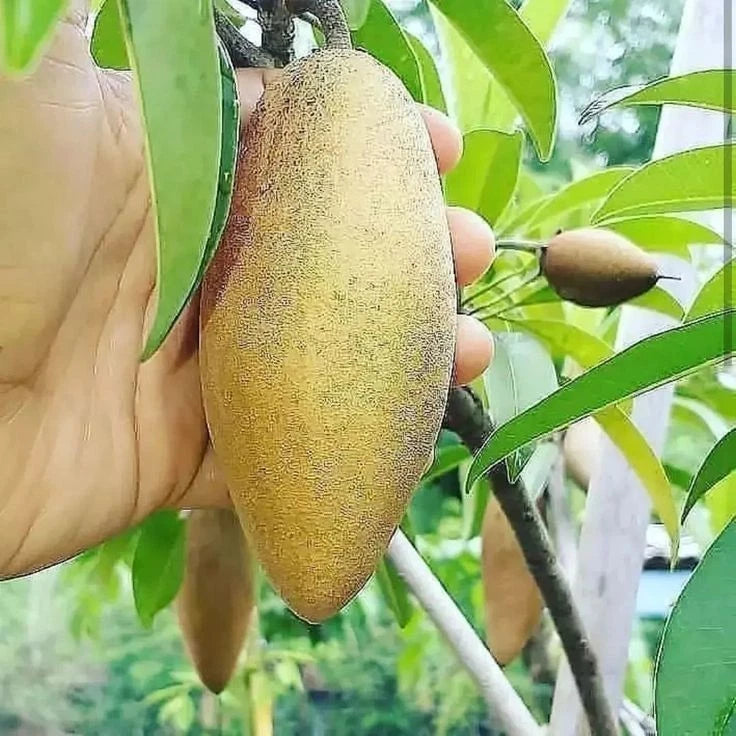 35++ Rare Cucumber Sapodilla Seeds (Manilkara zapota var. Mentimun) – Premium Certified Sweet Cucumber-Shaped Chiku Exotic Tropical Fruit Tree Plant Seeds for Planting