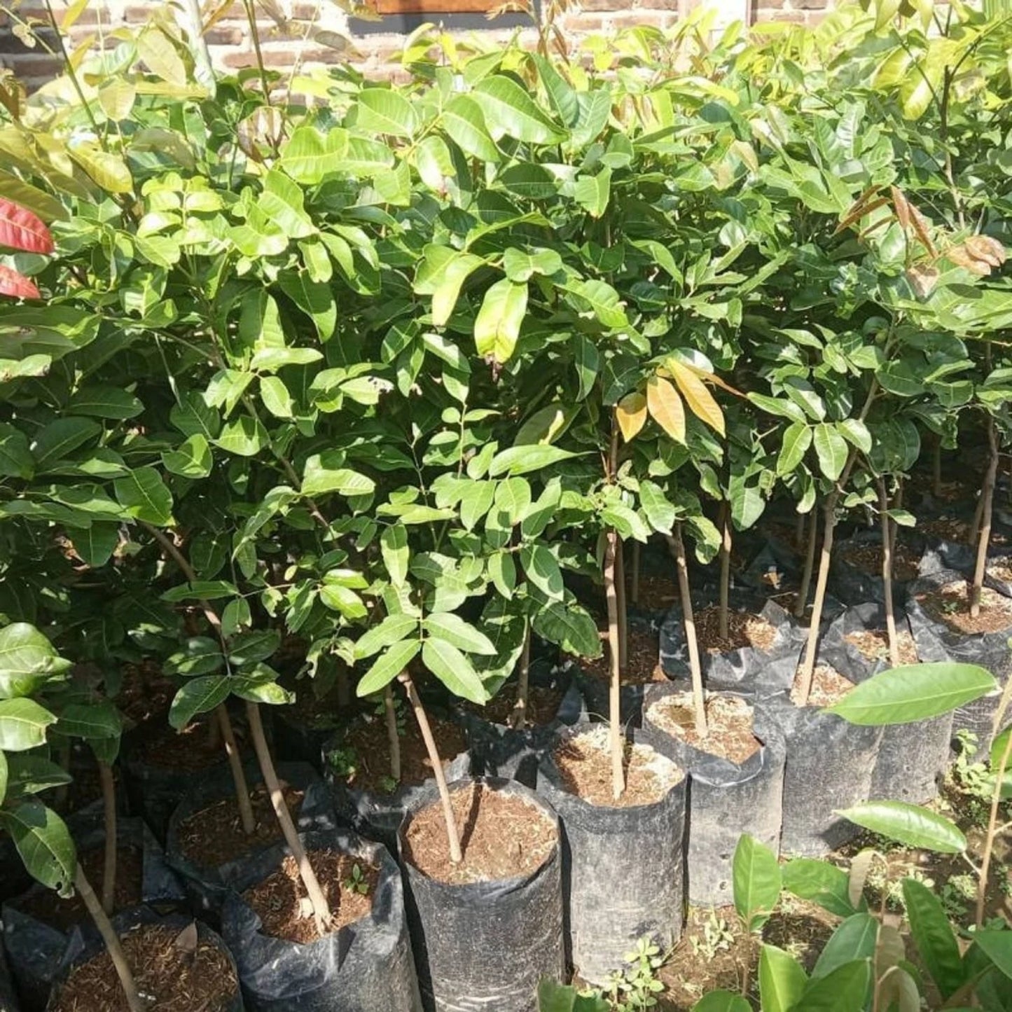Diamond River Longan - Premium Grafted Tropical Fruit Tree