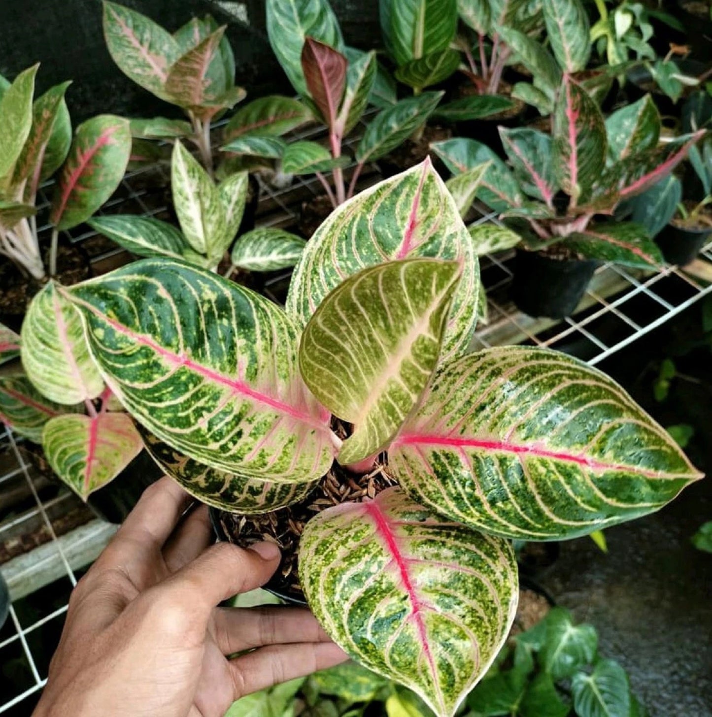 Rare Aglaonema Moonlight Live Plant - Premium Tropical Silver Green Houseplant