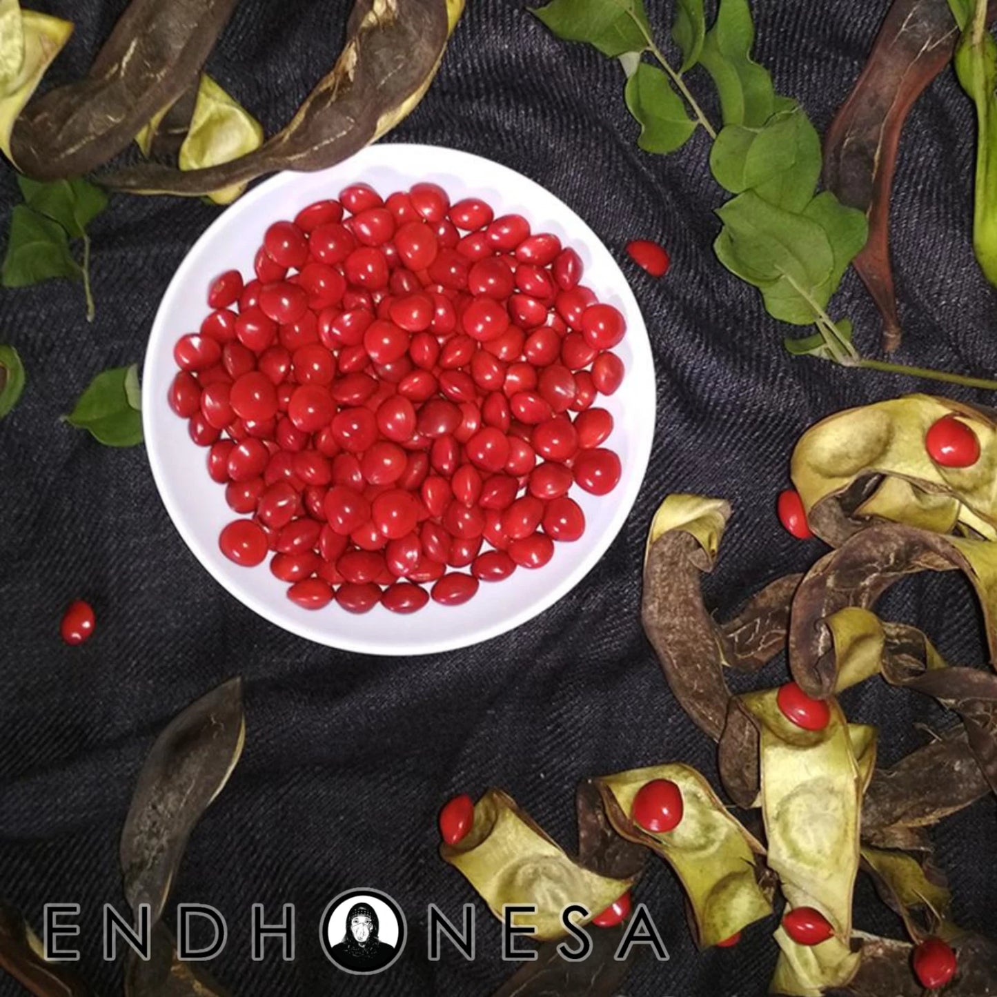 The Saga Tree Seeds (Adenanthera pavonina) – Rare Fresh Tropical Red Lucky Seeds for Planting and Propagation