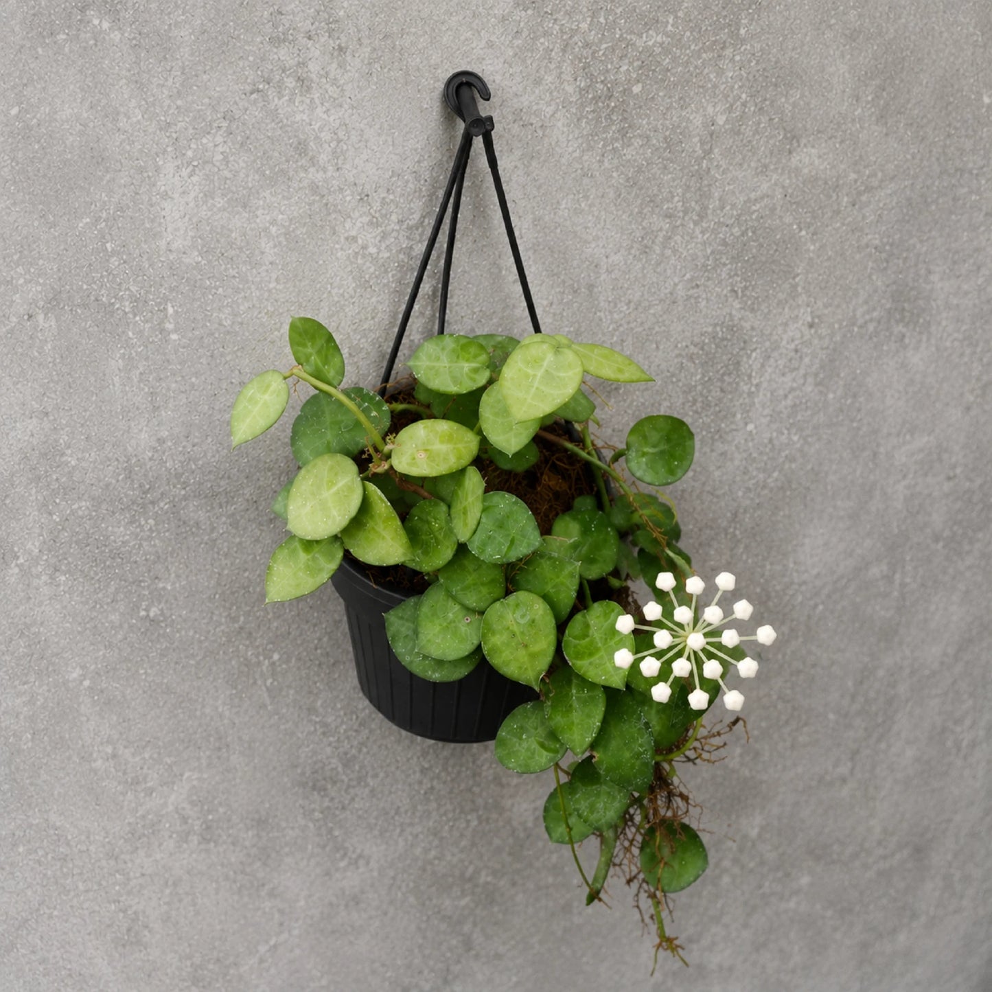 Hoya Krohniana Live Plant - Premium Heart-Leaf Tropical Fragrant Hanging Wax Plant