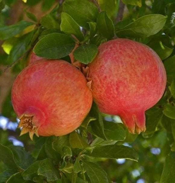 Salavatski Pomegranate Seeds (Punica granatum 'Salavatski') – 100+ Premium Fresh Ultra-Cold-Hardy Sweet-Tart Russian Salavatski Pomegranate Seeds