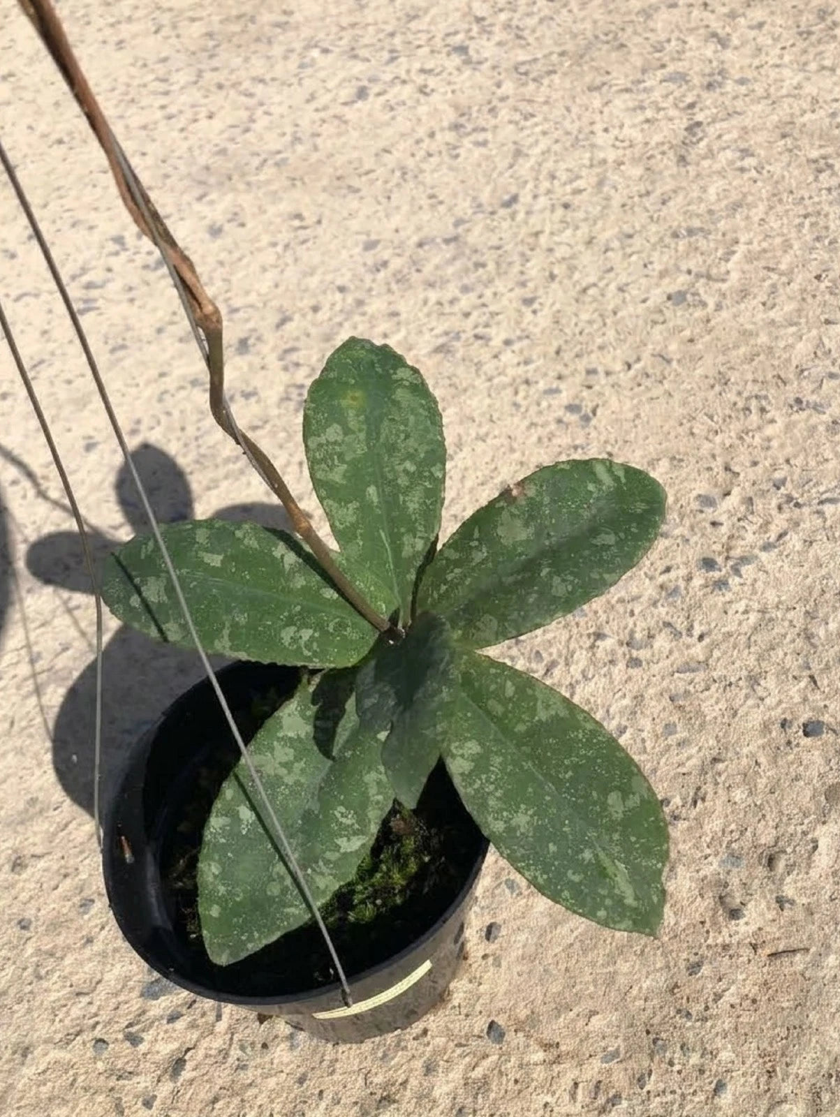 Hoya undulata 'Green Splash' – Ultra-Rare Wavy-Leaf Tropical Wax Vine