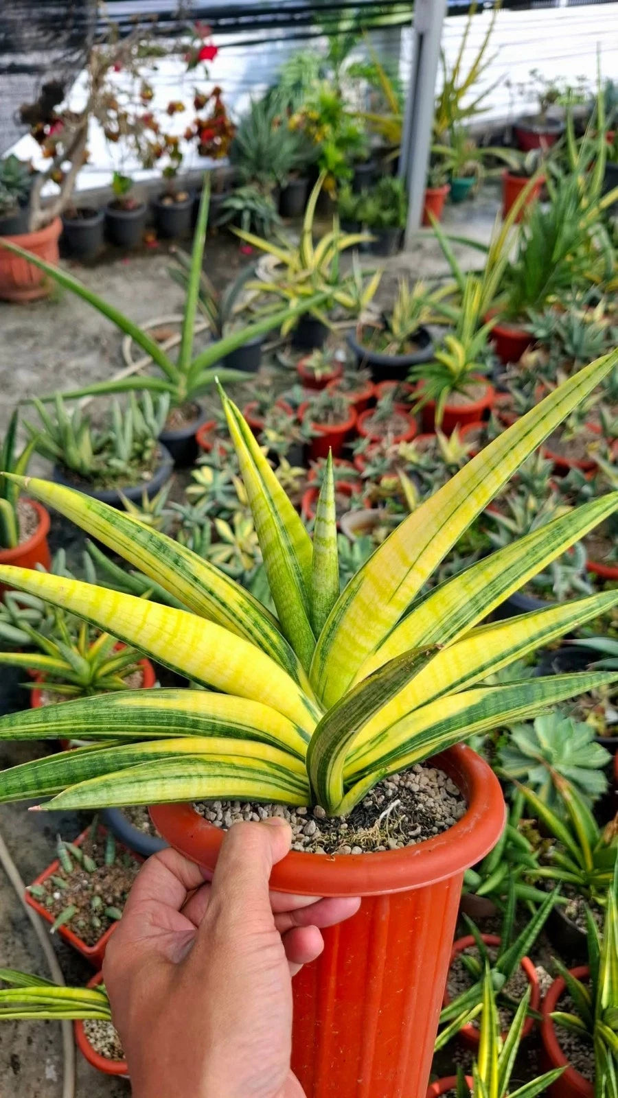 Sansevieria 'Marsha Anjani' Variegated - Rare Tropical Snake Plant