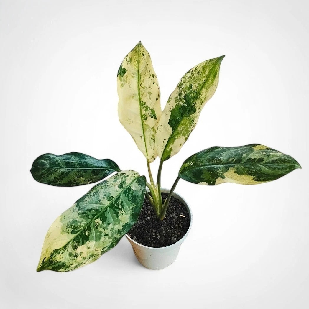 Aglaonema commutatum (Variegated) - Classic & Elegant Tropical Houseplant