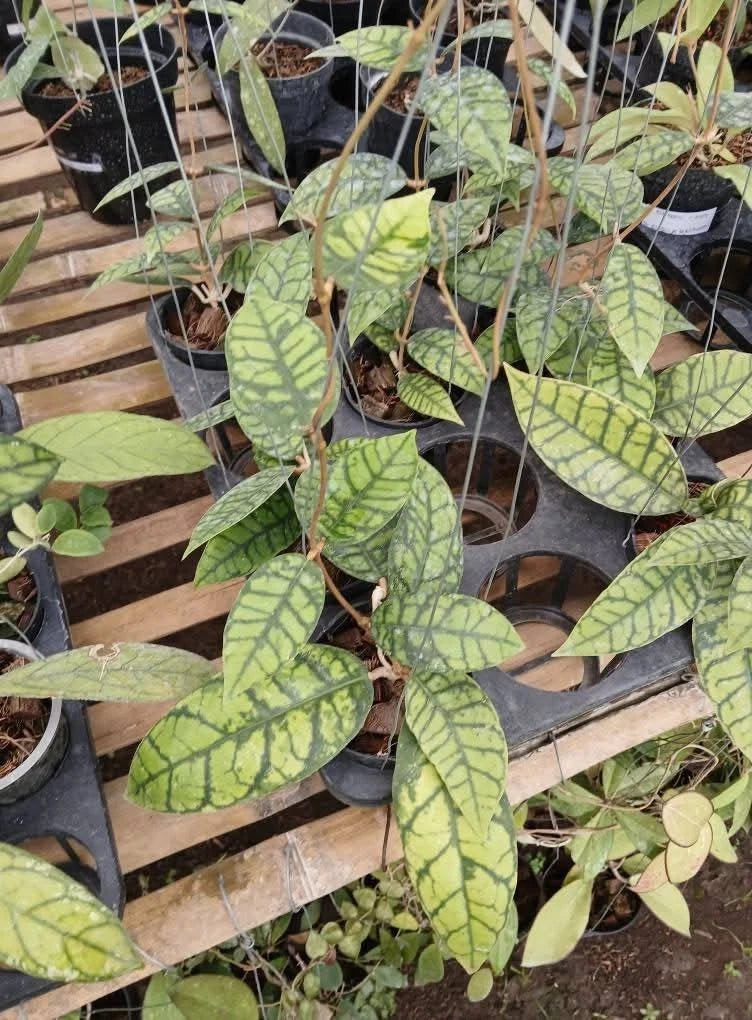 Hoya Finlaysonii Black Eagle Sp Tabalong Rare Tropical Indoor Outdoor Wax Plant – Premium Dark Veined Foliage Wax Plant Climbing & Trailing Vine Specimen for Indoor & Outdoor Display