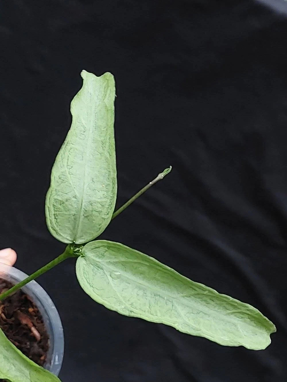 Hoya Pandurata Silver – Rare Tropical Indoor Outdoor Wax Plant Specimen (Rooted Cutting / Plant)
