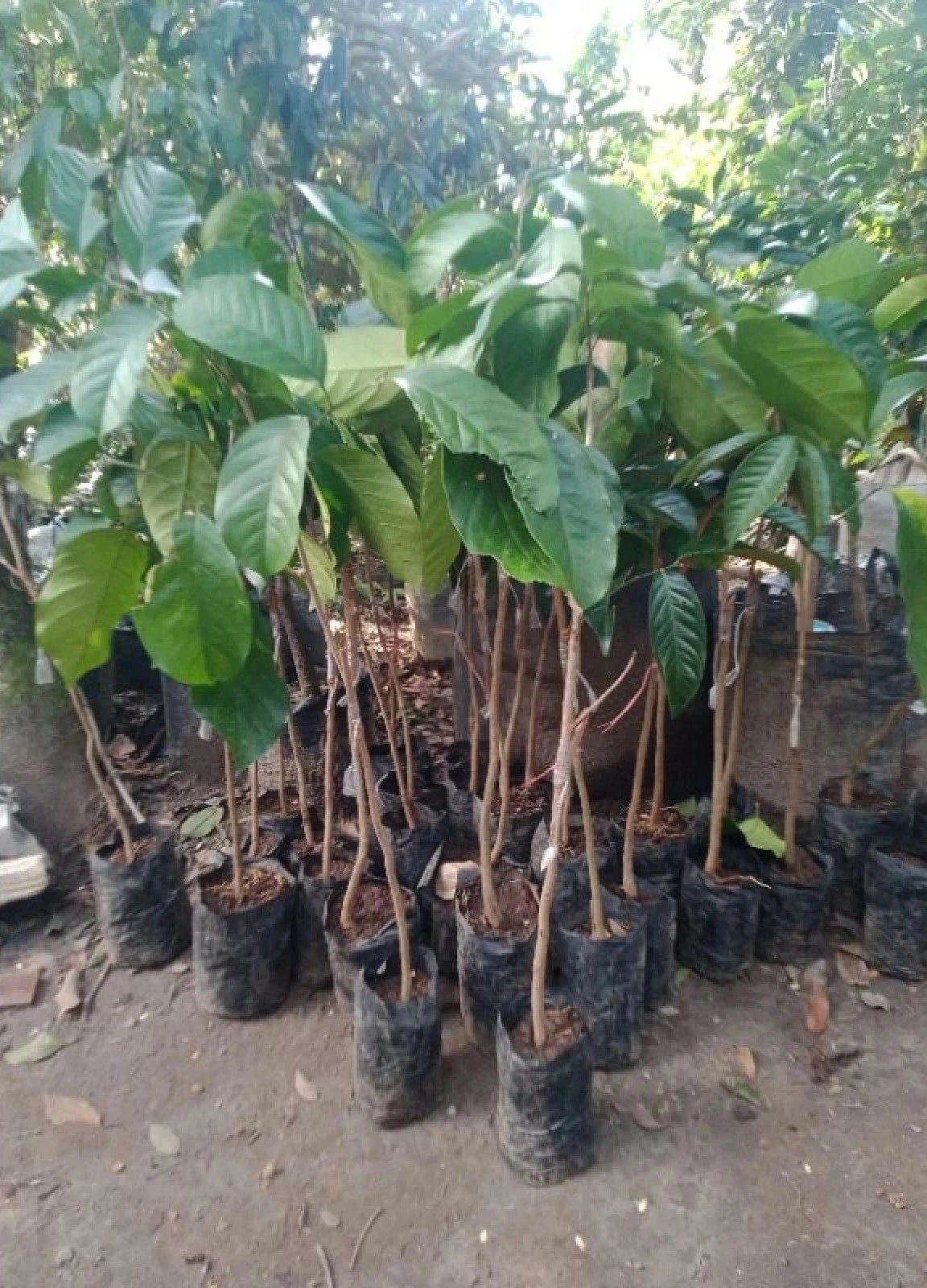 Grafted Longkong Duku Fruit Tree - Premium Tropical Fruit Plant