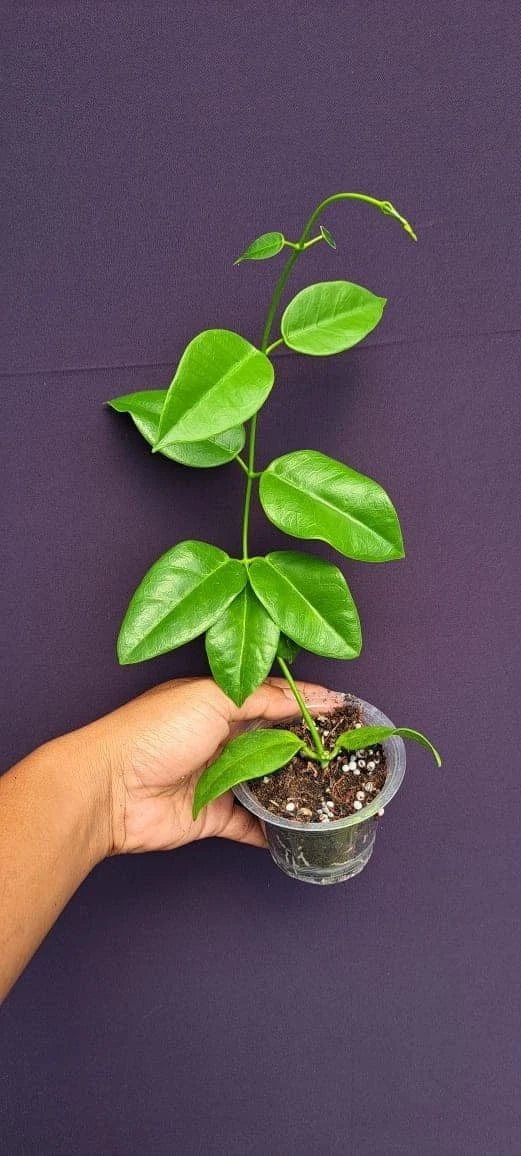 Hoya lauterbachii (sp. Papua) – Rare Tropical Wax Plant