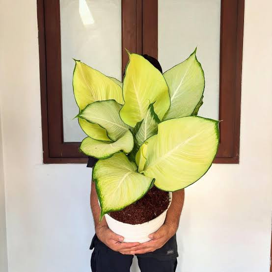 Dieffenbachia 'King' - Rare Tissue-Culture Exotic Houseplant