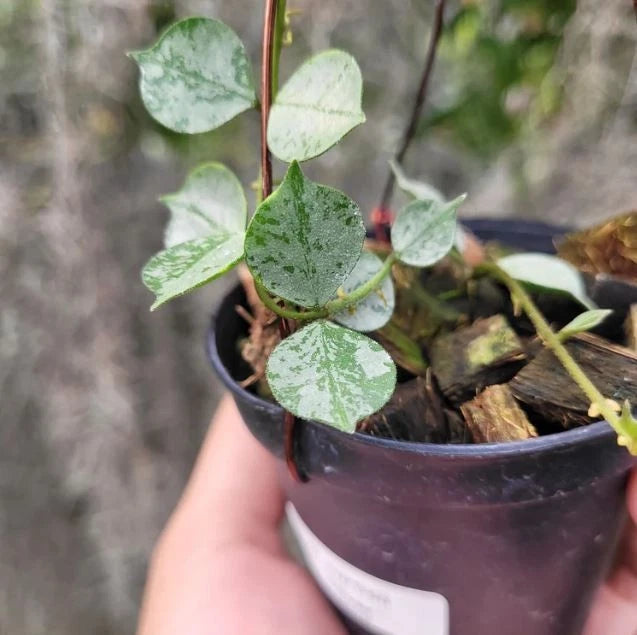 Hoya curtisii 'Silver' – Rare Tropical Wax Plant