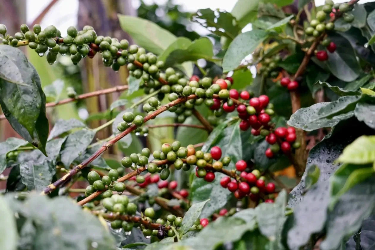 Mundo Novo Coffee Seeds (Coffea arabica var. Mundo Novo) – Premium Certified High-Yield Specialty Gourmet Coffee Bean Seeds for Planting (120 Pcs)