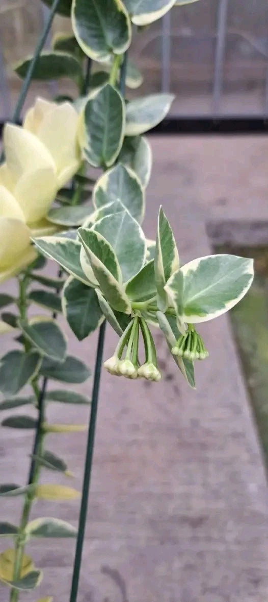 Rare Hoya Cumingiana Variegated Live Plant - Exotic Variegated Wax Plant
