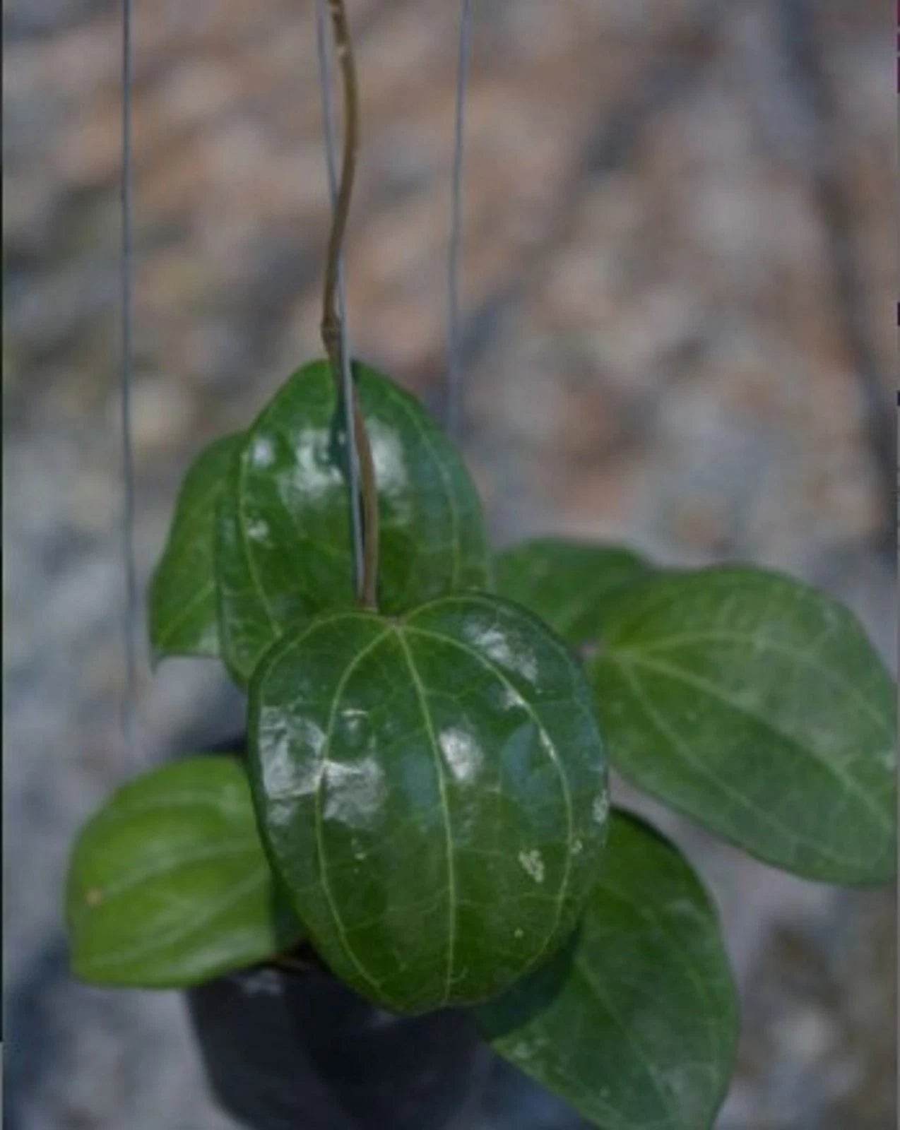 Rare Hoya Sarawak Live Plant - Exotic Tropical Collector's Houseplant