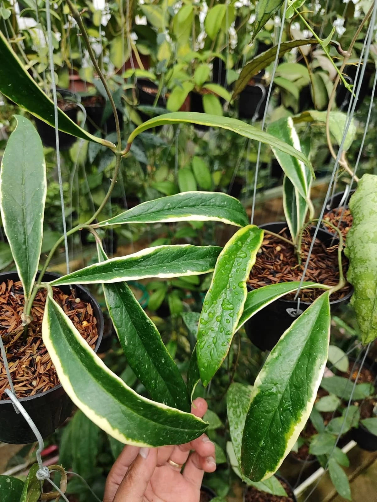 Rare Hoya Sulawesiana Albomarginata (Hoya sulawesiana 'Albomarginata') – Stunning Variegated Tropical Wax Plant Cutting / Rooted Node
