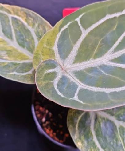 Anthurium Magnificum x Silver Blush Variegated – Established Rare Velvet Hybrid Specimen (Real Picture Verified)