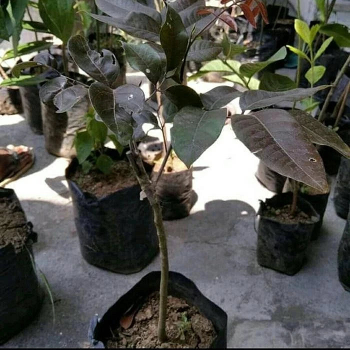 Grafted Ruby Red Longan (Lengkeng Merah) Seedling – Rare Tropical Masterpiece