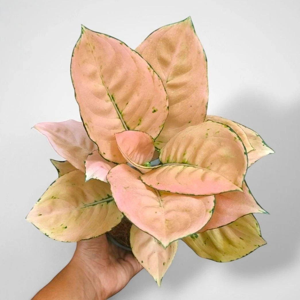 Aglaonema 'Anjamani Golden' - Rare & Radiant Tropical Houseplant