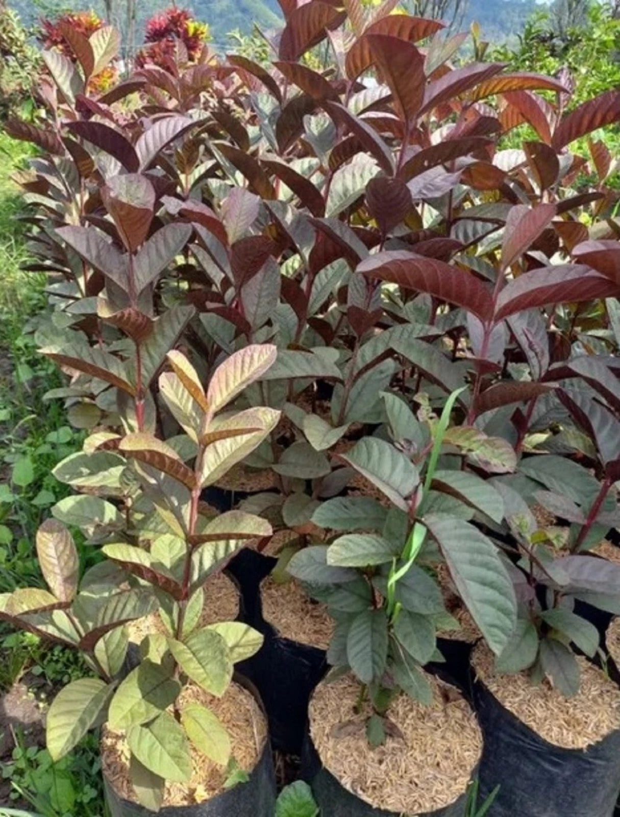 Grafted Australia Guava Fruit Tree - Premium Fast Fruiting Sweet Tropical Maroon-Purple Guava Variety
