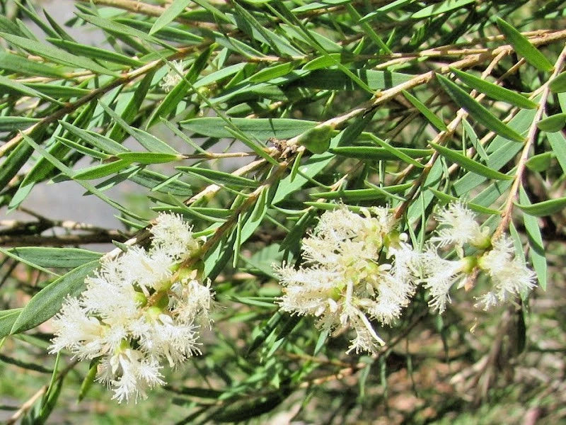 1,000+ Cajuput Tree Eucalyptus Oil Seeds (Melaleuca cajuputi) – Premium Certified Medicinal & Aromatic Tree Plant Seeds for Planting
