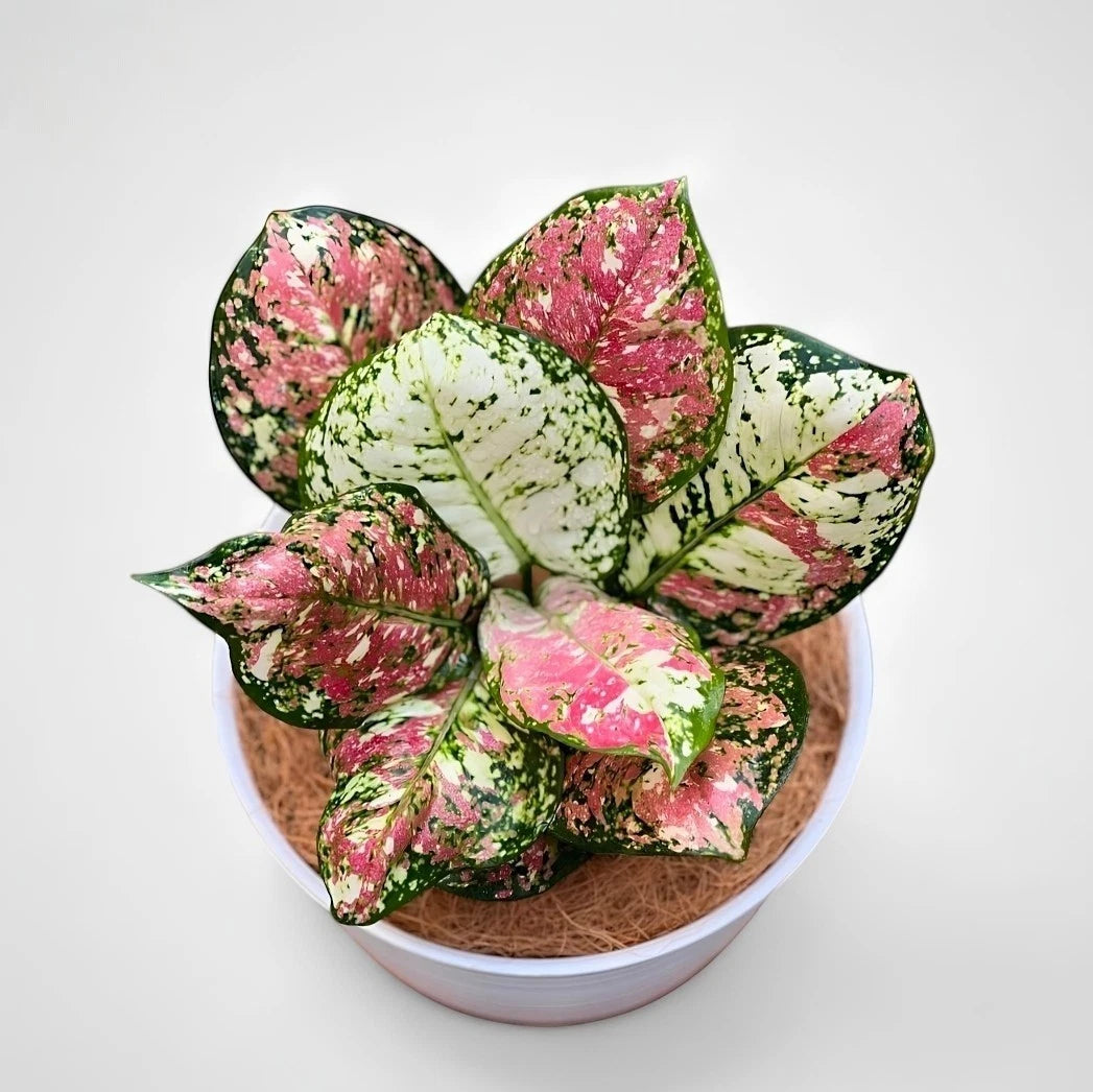Aglaonema 'Tricolor' - Rare & Artistic Tropical Foliage