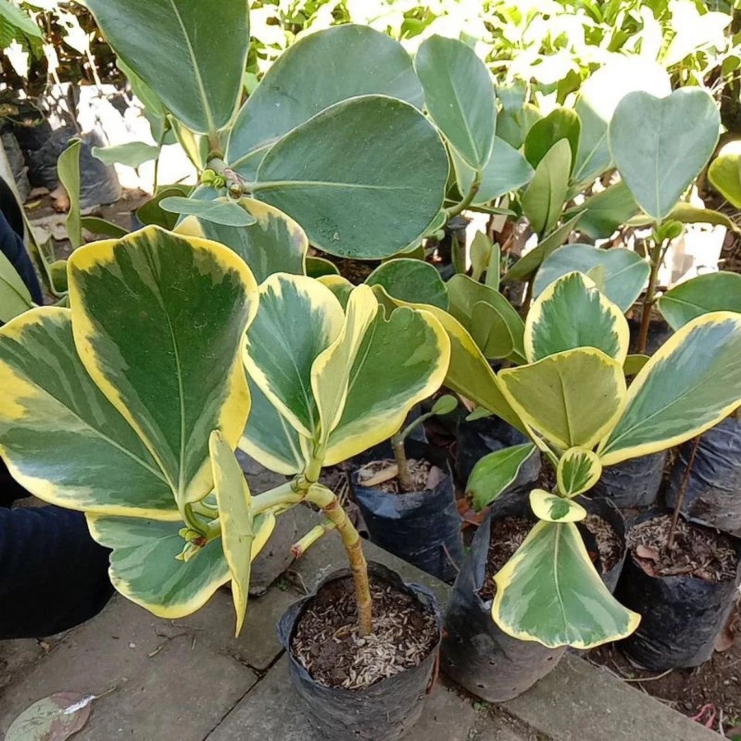Variegated White Mangosteen (Manggis Putih Variegata) - Ultra-Rare Grafted Fruit Tree
