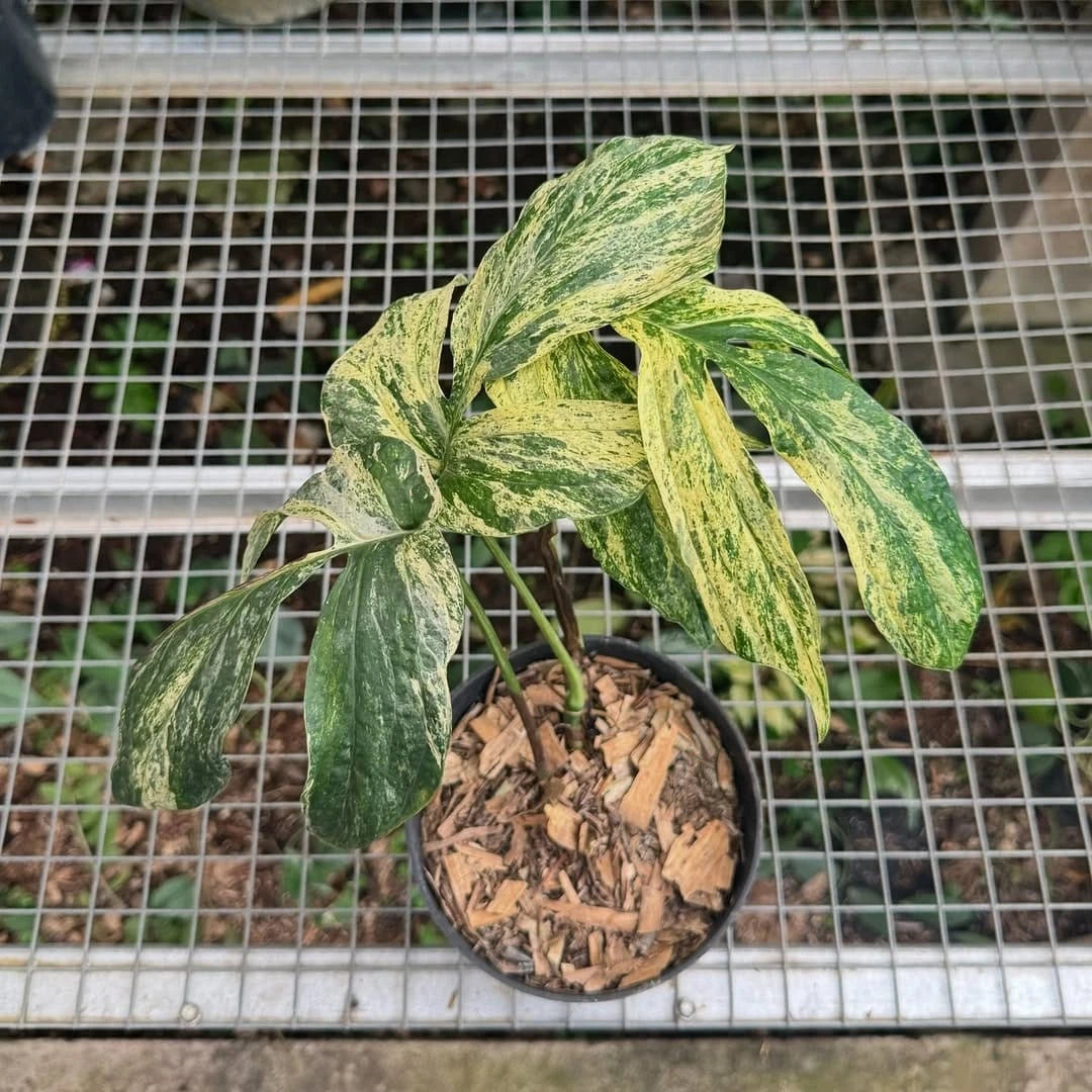 Amydrium zippelianum 'Variegated' - Rare Climbing Aroid