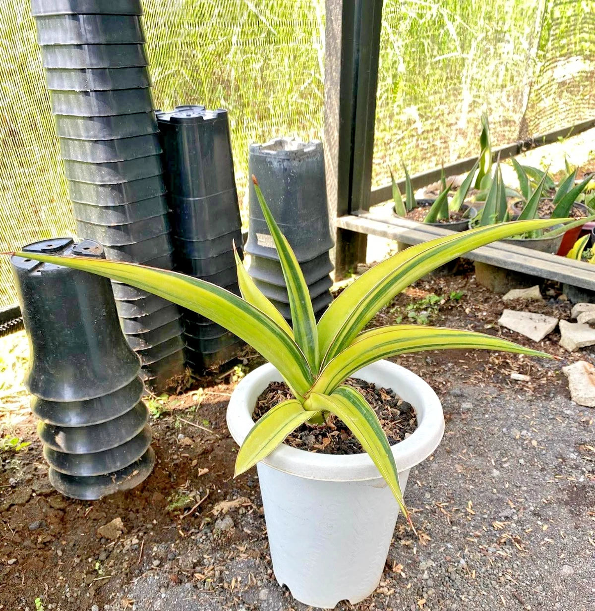 Sansevieria 'Pingthom' Variegated - Luxury Collector's Edition