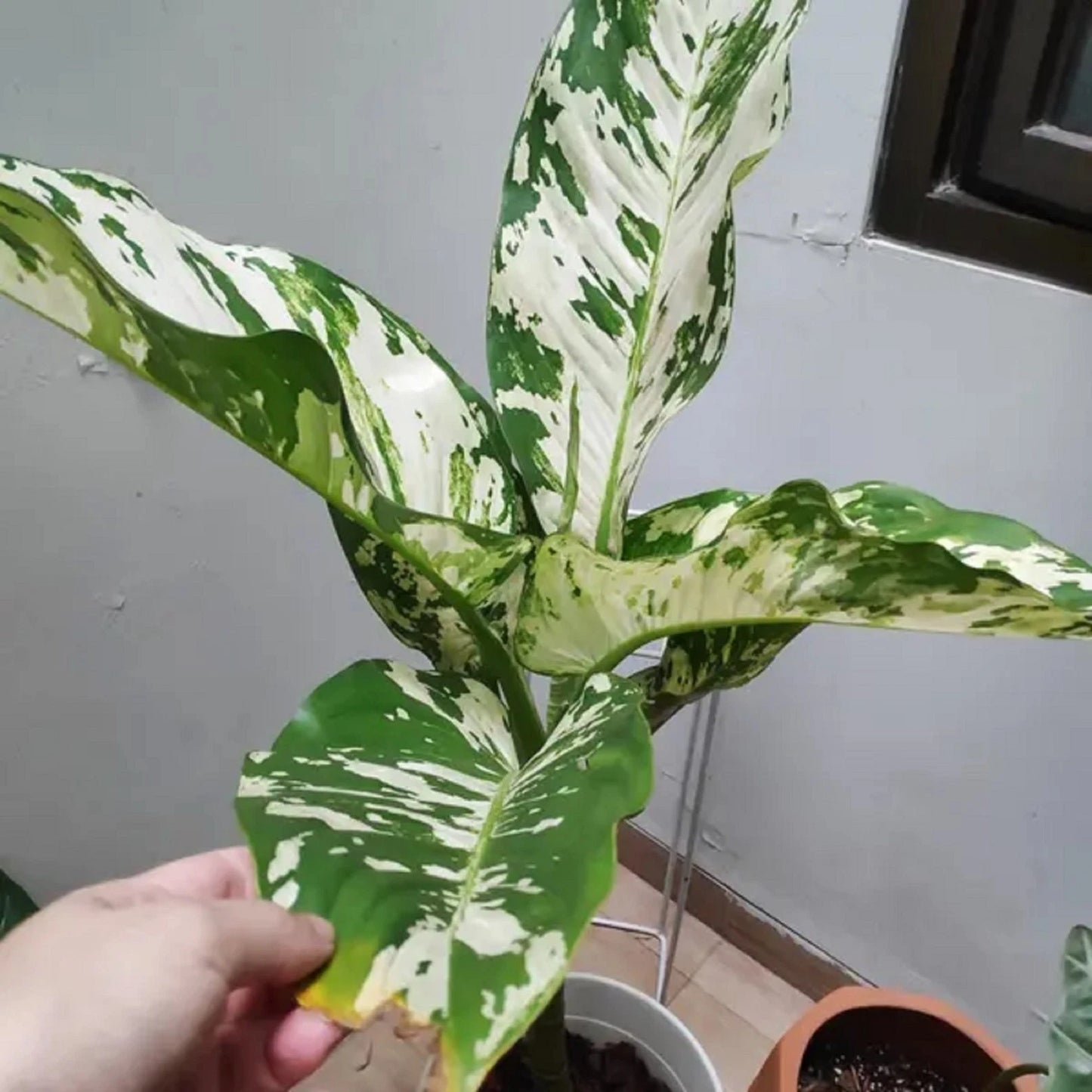 Rare Dieffenbachia Puerto Rico Variegated - Premium Tropical Aroid Indoor Houseplant