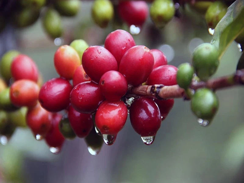 Java Preanger Coffee Seeds (Coffea arabica) – Bulk Heirloom West Java Highland Specialty Coffee Beans for Planting